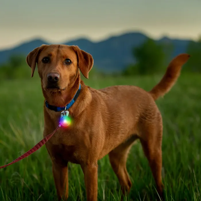 Spotlit® Rechargeable Collar Light