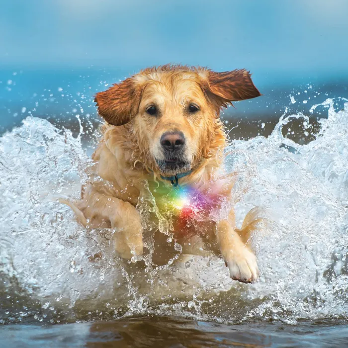 SpotLit® Splash™ Waterproof Rechargeable Collar Light - Disc-O Tech
