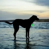 SpotLit® Splash™ Waterproof Rechargeable Collar Light - Disc-O Tech